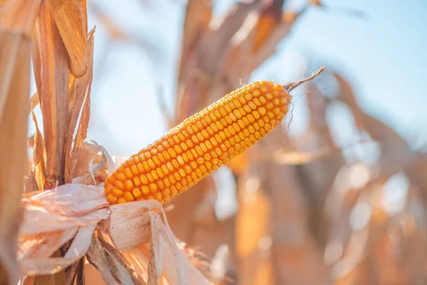 Mısır tarlasında mısır kulağı, seçici odaklanma