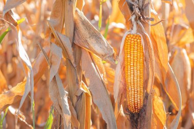 Fusarium mısır gevreği kulak çürüğü hasarı. en yaygın mısır hastalığı, seçici odaklanma