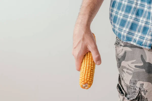 Farmer Holding Harvested Corn Cob Hands Unrecognizable Farm Worker Flannel — Stock Photo, Image