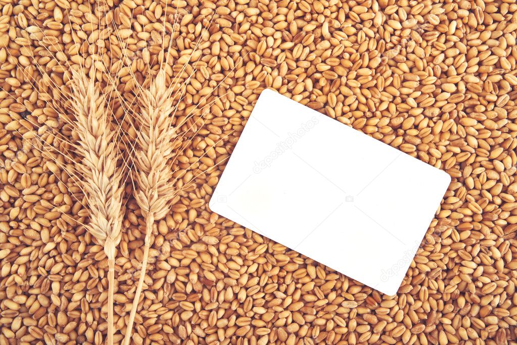 Wheat grains and ears as agricultural background