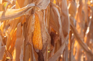 Fusarium mısır gevreği kulak çürüğü hasarı. en yaygın mısır hastalığı, seçici odaklanma