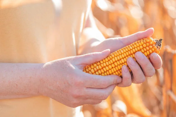 Female Farmer Holding Harvested Ear Corn Field Selective Focus — Stock Photo, Image