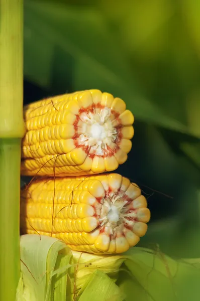 Corn Maize Cob on stalk in field — Stock Photo, Image