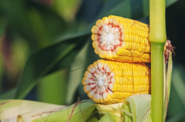 Кукурудза Кукурудза Коб на стеблі в полі — стокове фото