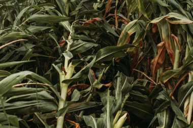 Şiddetli rüzgâr fırtınası sonrası devrilmiş mısır ekinleri tarladaki mısır tarlasına zarar vermiş.