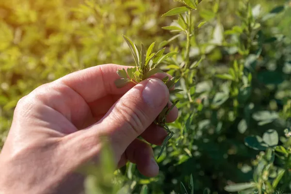 Boer Onderzoekt Luzerne Alfalfa Gewassen Het Veld Close Van Mannelijke — Stockfoto