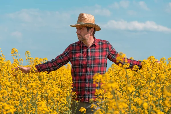 Farmer Agronomist Walking Blooming Rapeseed Crops Field Looking Plantation Spring — Stock Photo, Image