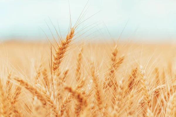 Ripe Harvest Ready Wheat Crops Field Summer Cereal Plant Cultivation — Stock Photo, Image