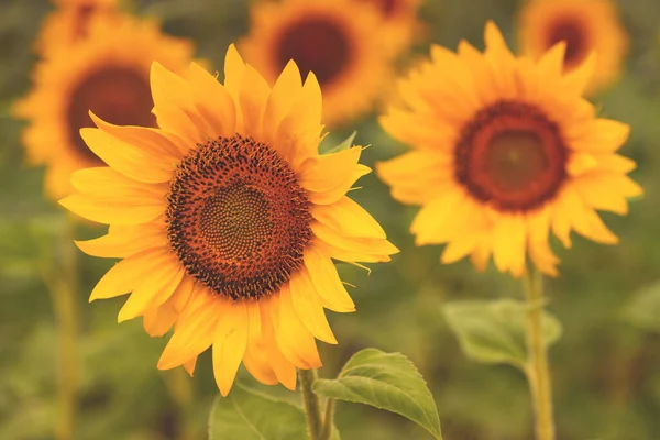 Vackra Solrosor Huvud Blommar Fält Odlade Grödor Plantering Selektivt Fokus — Stockfoto