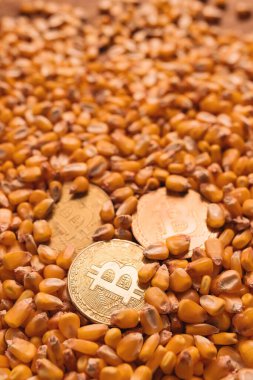 Hasat edilen tahıl, mali ve ticari pazar kavramlarında altın Bitcoin sikkeleri