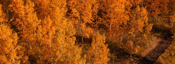 落葉樹林の秋 ドローンのPov パノラマ画像から秋の午後にオレンジの木の空中ショット — ストック写真