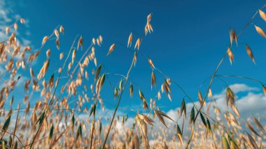 Olgun yulaf tarlasının düşük açılı görüntüsü hasat için hazır, seçici odaklanma