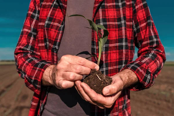 Corn Crop Sprout Male Farmer Hands Close Selective Focus — Stock Photo, Image