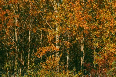 Sonbahar mevsimi ve doğada güzellik, ekimde güzel kavak ormanı manzarası, uzun ağaçlarda portakal yaprakları.