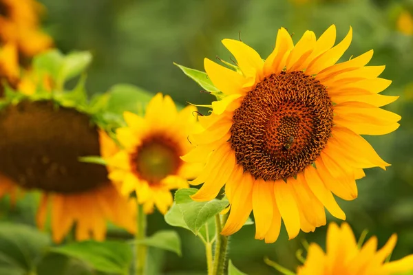 田间蜜蜂授粉开花向日葵 选择重点 — 图库照片