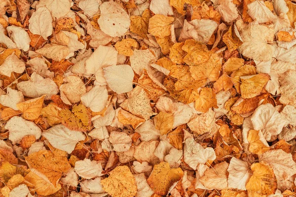 Draufsicht Auf Trockene Herbstblätter Auf Dem Boden Als Hintergrund Der — Stockfoto