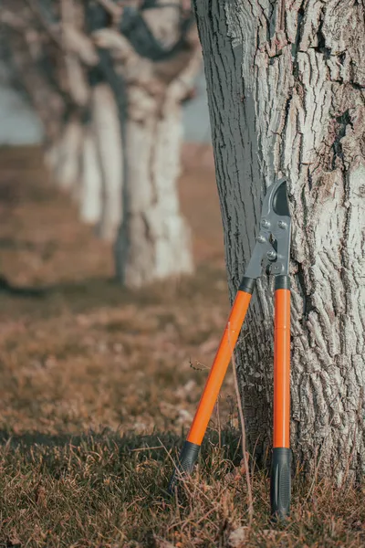 Telescopic Ratchet Bypass Lopper Leaning Walnut Tree Orchard Selective Focus — Stock Photo, Image