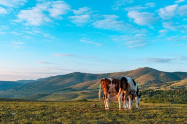 Zlatibor tepelerinde otlayan bir çift serbest tarım ineği baharda gün doğumunda