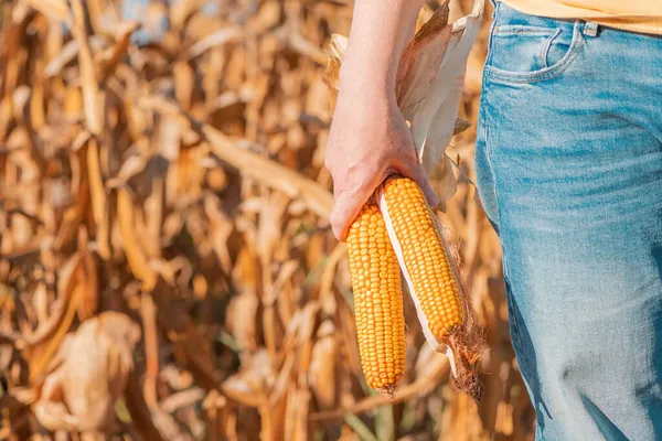 Женщина Фермер Держит Собранное Ухо Кукурузы Поле Избирательный Фокус — стоковое фото