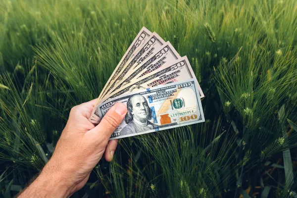 Barley Cultivation Profit Concept Farmer Holding American Dollar Banknotes Cultivated — Stock Photo, Image