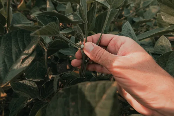 Mezőgazdasági Termelő Ellenőrzi Szójababtermesztést Szántóföldön Közel Van Férfi Kézfogónövényhez Szelektív — Stock Fotó