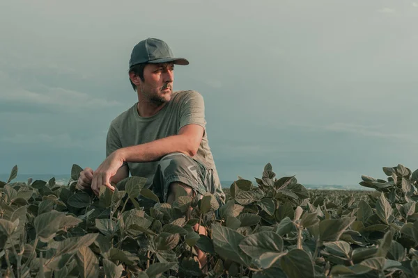 プランテーション分野における緑大豆作物の開発を検討する深刻な農業学者農家 選択的焦点 — ストック写真