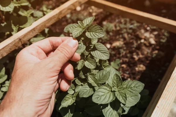 Giardiniere Raccolto Mano Erbe Basilico Nostrane Giardino Biologico Primo Piano — Foto Stock