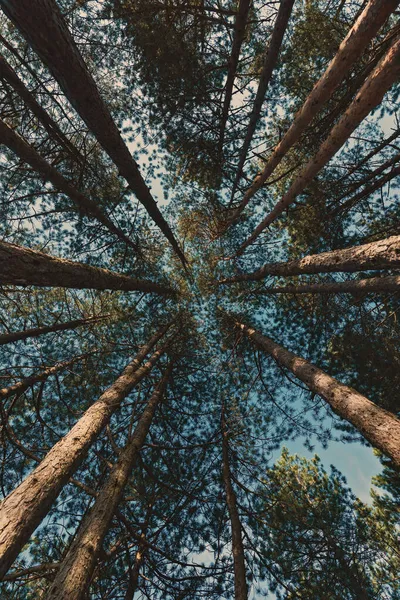 Ormandaki Uzun Siyah Çam Ağaçlarının Pinus Nigra Alçak Açılı Manzarası — Stok fotoğraf