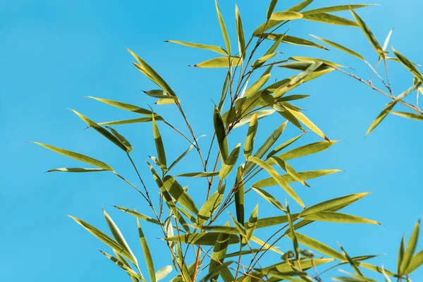 Feuilles Bambou Contre Ciel Bleu Mise Point Sélective — Photo