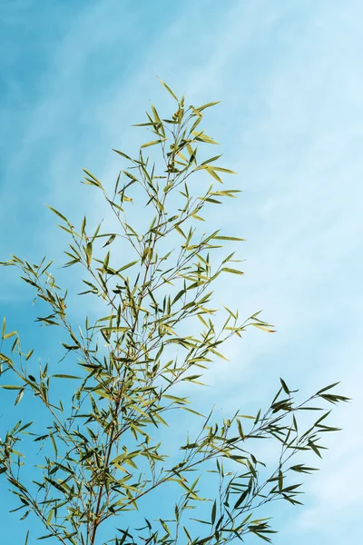 Φύλλα Μπαμπού Ενάντια Στον Γαλάζιο Ουρανό Επιλεκτική Εστίαση — Φωτογραφία Αρχείου