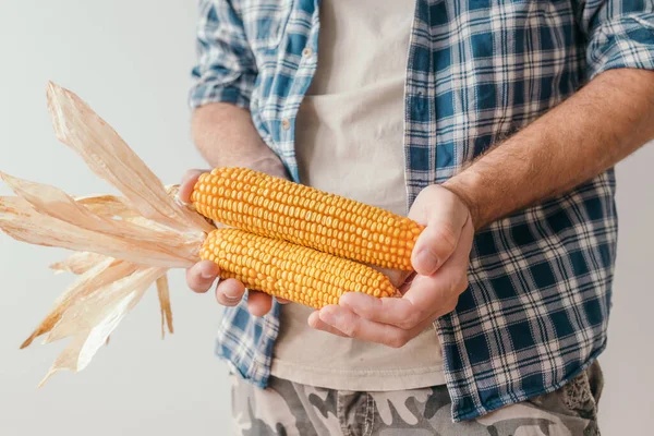 Agricoltore Che Tiene Mano Pannocchia Mais Raccolta Lavoratore Agricolo Irriconoscibile — Foto Stock