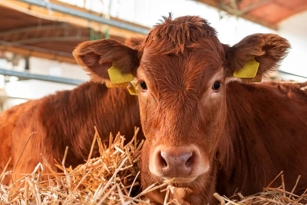 牛酪農場のリムジン牛 家畜の肖像画 — ストック写真