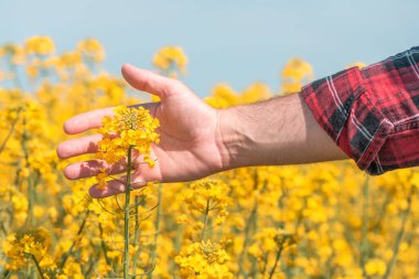 Erkek çiftçi eli tarlada çiçek açan kolza tohumlarına dokunuyor, seçici bir dikkatle yaklaşıyor.