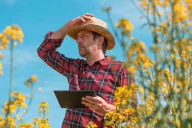 Çiftçi tarım uzmanı, kolza tohumu tarlasında yenilikçi teknoloji tableti kullanıyor, seçici odaklanma