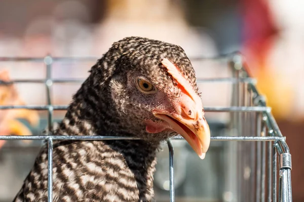 Primer Plano Gallina Pollo Jaula Enfoque Selectivo — Foto de Stock