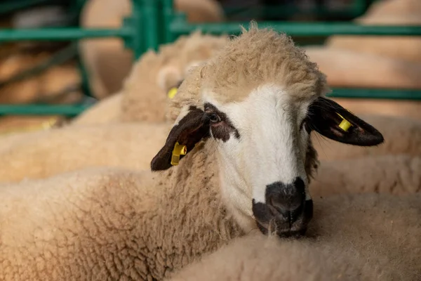 Ağılda bir koyun, çiftlikte bir çiftlik hayvanı