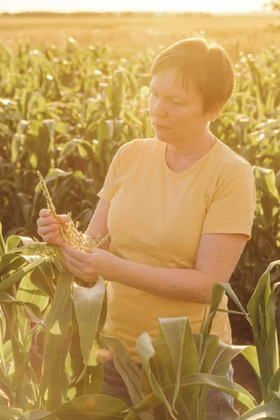 Termesztett Területen Kukoricadarát Vizsgáló Női Mezőgazdasági Termelő — Stock Fotó