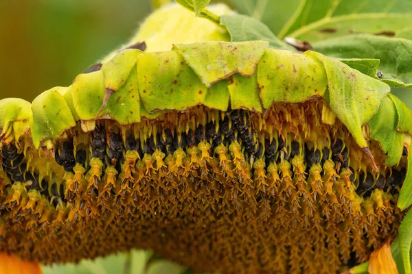 Ripening Sunflower Seed Flower Head Field Selective Focus — Stock Photo, Image