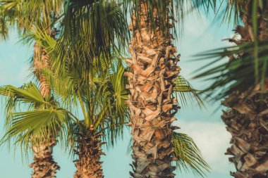 Yazın tropik deniz manzarasında palmiye ağaçları, yaz tatili ve tatil geçmişi