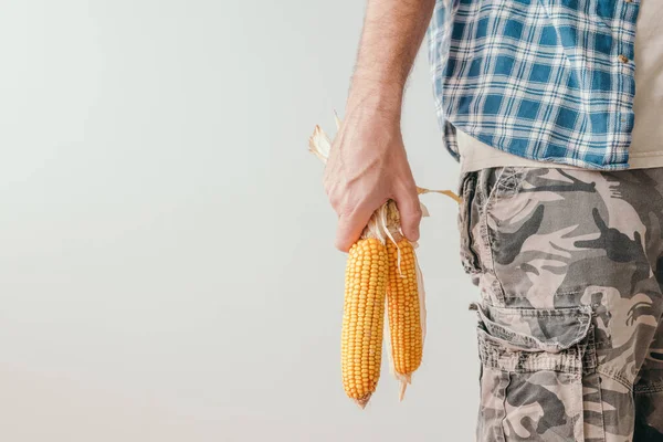 Agricultor Segurando Espiga Milho Colhida Mãos Trabalhador Agrícola Irreconhecível Camisa — Fotografia de Stock