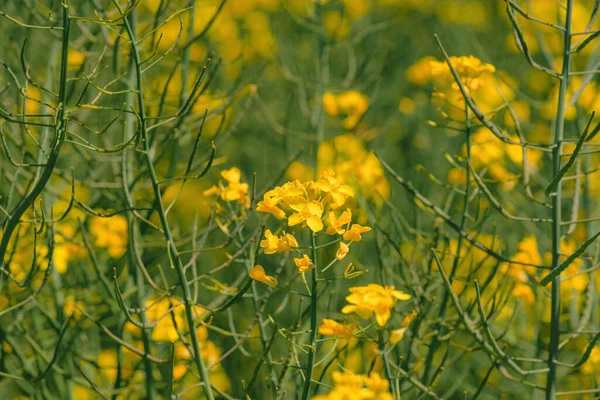 Kwitnący Żółty Canola Brassica Napus Kwiat Polu Zbliżenie Selektywnym Ostrości — Zdjęcie stockowe