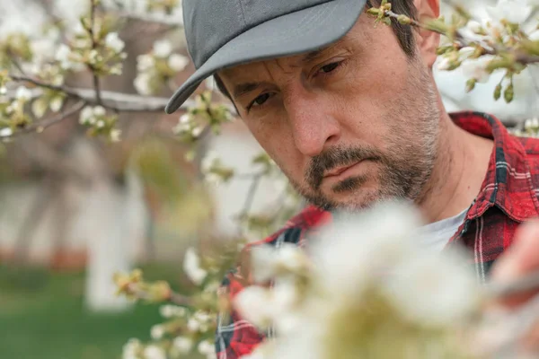 Fermier Inspectant Les Branches Cerisiers Fleurs Dans Verger Foyer Sélectif — Photo