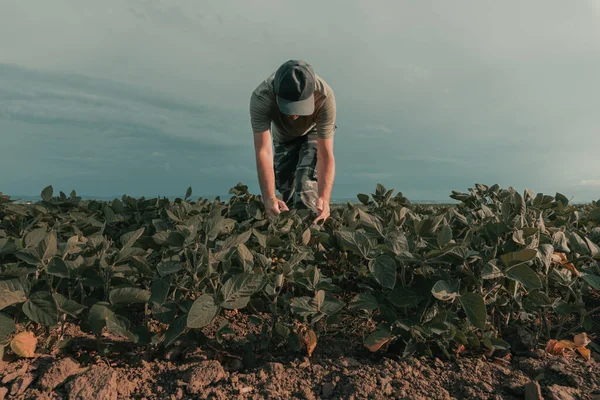 Agronom Zkoumá Sójové Plodiny Poli Zemědělské Práce Zemědělství — Stock fotografie