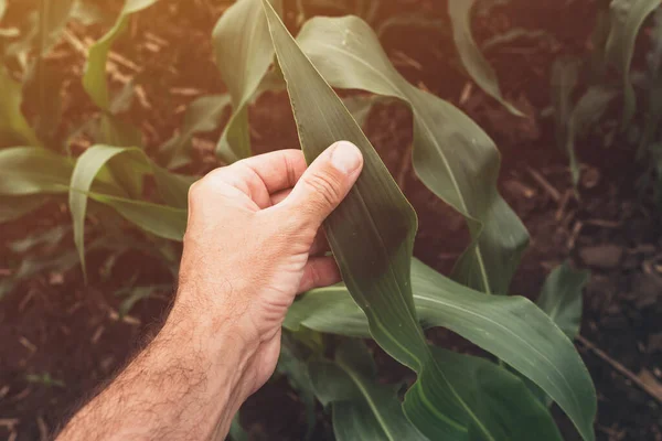 玉米作物生长控制的概念 农民农艺学家研究田里的玉米植物 手拉手 — 图库照片