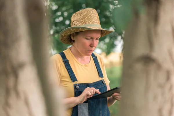 英语核桃园使用数字平板电脑的女农民 有机核桃果树种植的现代创新技术 — 图库照片