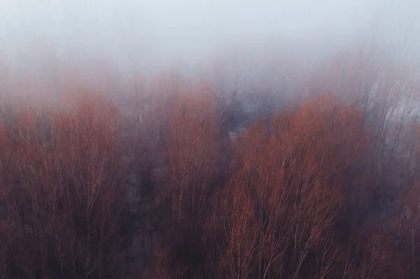 Paysage Forestier Inondé Dans Matinée Brumeuse Vue Panoramique — Photo