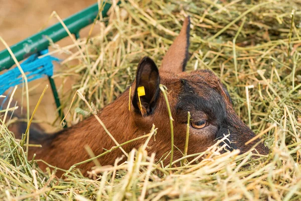 Domestic Goat Goat Pen Selective Focus — Stock Photo, Image