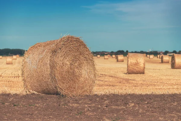 Grote Tarwe Stoppelbalen Het Veld Bij Zonsondergang Landbouw Landbouw Concept — Stockfoto