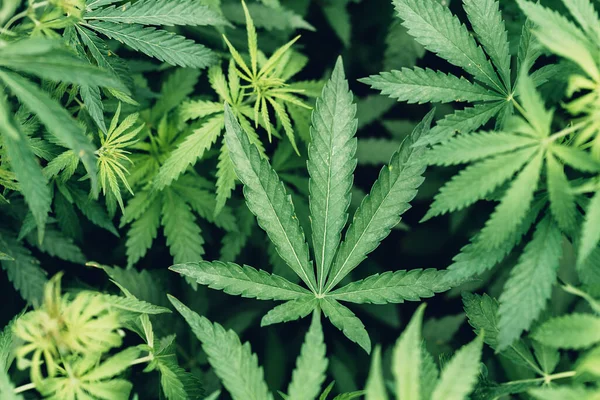 Kannabiksen Sativa Lehdet Viljelykasvien Istutus Alalla Valikoiva Keskittyminen — kuvapankkivalokuva