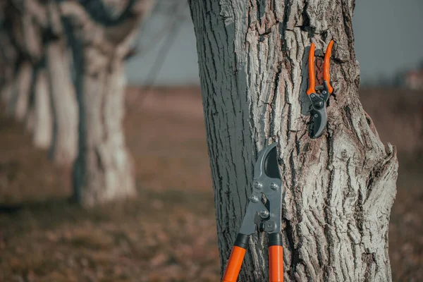 Pruning Shears Telescopic Ratchet Bypass Lopper Leaning Walnut Tree Orchard — Stock Photo, Image